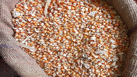 Corn
