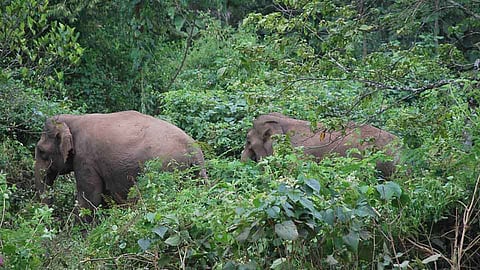 ट्रॅकस् ऍन्ड साईन्सः एलेफंटाईन ईश्यू