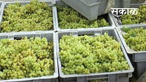 Export Grapes