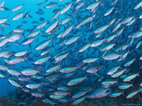 Fish