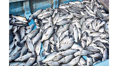 Fish