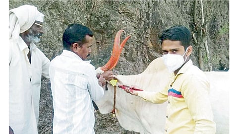 906 posts of Livestock Development Officers are vacant in Maharashtra