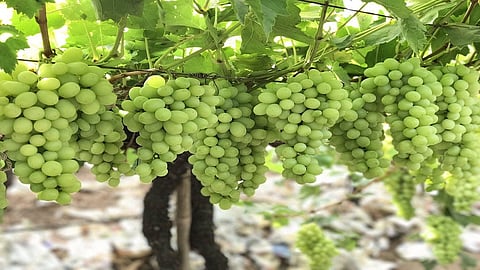 Horticulture sector in Nashik district was hit by Untimely rain nashik marathi news