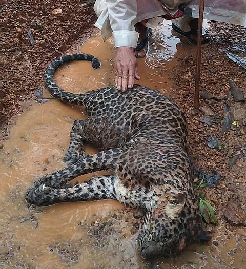 leopard death insuli konkan sindhudurg