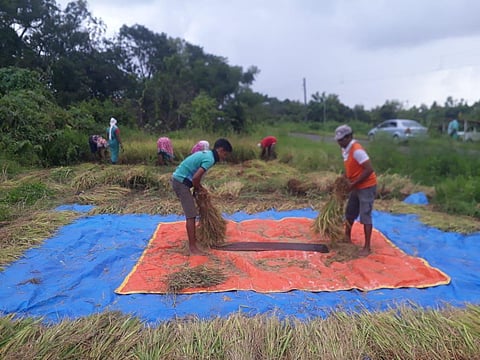 Speed up rice harvest at Achra konkan sindhudurg