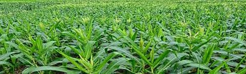 Agriculture should be included in the curriculum from the very beginning