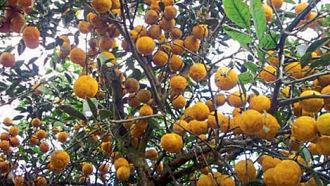 Try this idea of buying lemons