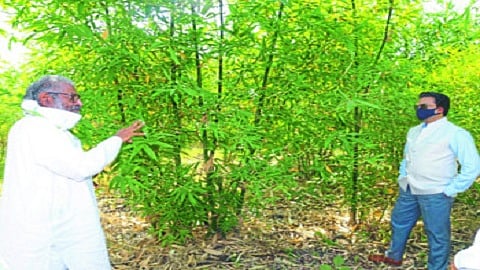 LATUR 15 VGP O1.jpg