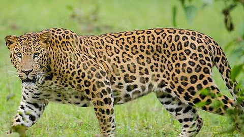 Leopard
