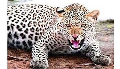 Leopard