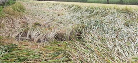Rains in the kolhapur district flattened the crops of 24951 farmers