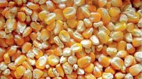 Maize.jpg