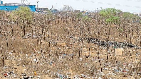 मोशी - येथील कचरा डेपो आणि दगड खाणींलगतच्या गायरानात लावलेली झाडे पाण्याअभावी जळून जात आहेत.
