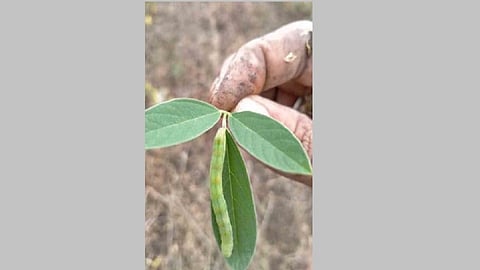 Insects are damaging crops of farmers in wardha district