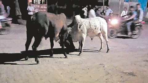 Parbhani News