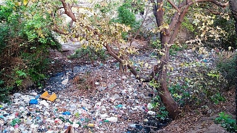 Nala_garbage