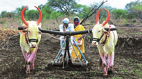 farming