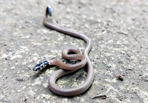 The rare snake found in Sangli
