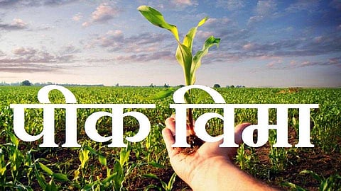 Akola News: Today is the last day to pay crop insurance for the rabbi season