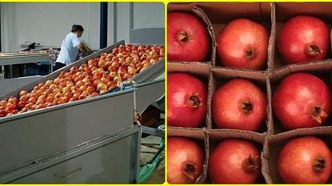 Pomegranate