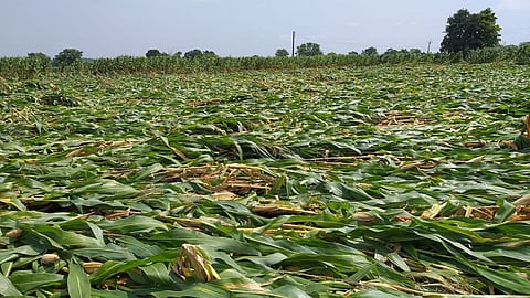 Rain Damaged corn