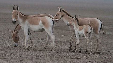 Rajasthan-Donkey
