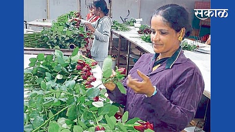 आंबळे - येथील सिद्धार्थ फ्लोरा या फूल उत्पादक कंपनीत व्हॅलेंटाइन डेसाठी फुले परदेशी पाठविण्यासाठी कामगारांची सुुरू असलेली लगबग.