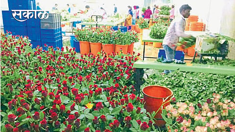येळसे - गुलाब फुलांची तोडणी केल्यानंतर पॅकिंगची कामे करताना कामगार.