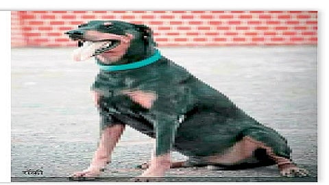 Rocky Dog