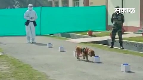indian army dog covid detection