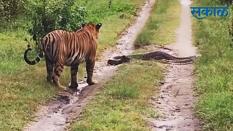 Tiger Vs Python