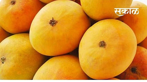 Ratnagiri Hapus mangoes bought by an entrepreneurial customer in Mumbai for Rs 1 lakh 8 thousand kokan marathi news