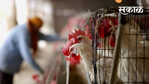 bird flu alert