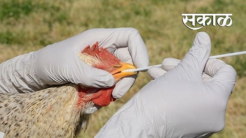 bird flu