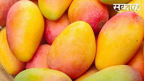 Ratnagiri Hapus five Thousand Rupees per Dozen In Londan