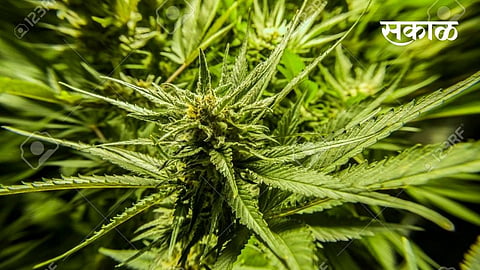 ganja tree