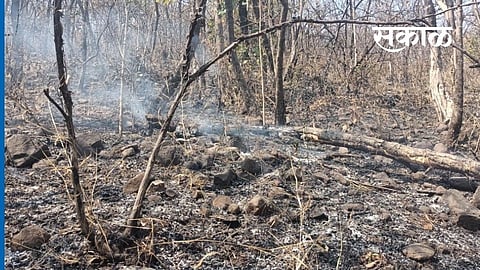 वनविभागाच्या हलगर्जीपणामुळे खडकवासला परिसरातील शेकडो हेक्टर वनक्षेत्र धोक्यात