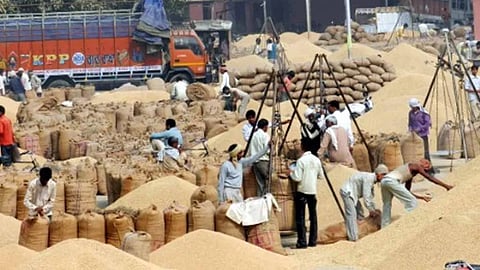 rice crop market