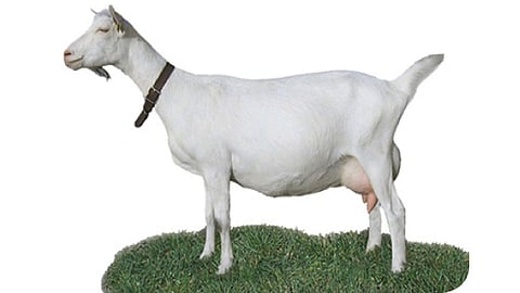 Sanen Goat