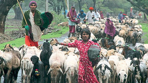मेंढीपालन व्यवसायिकांचे प्रश्न तीव्र झाले आहेत.