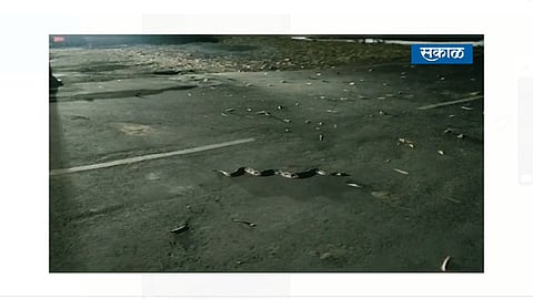 Traffic stopped by a pair of snakes in front of Pune Airport