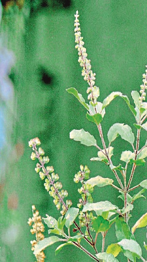 Holy odor basil