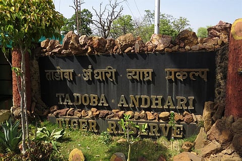 Tourist ban for sound of tiger in tadoba