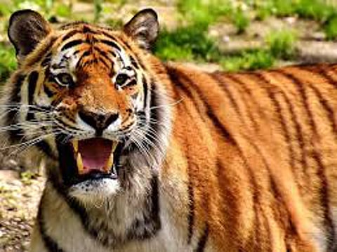 Tiger