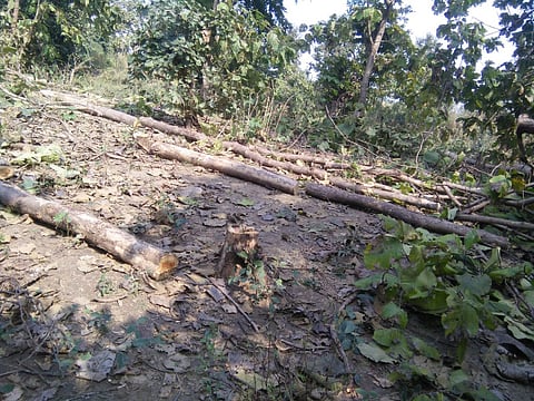उमरेड ः सागवान झाडे कापून नेल्यानंतर पंचनामा करताना वनअधिकारी.