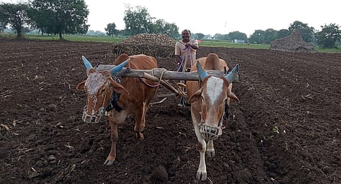 रब्बी पीक पेरणीसाठी बैलांच्या साह्याने शेत तयार करताना शेतकरी.