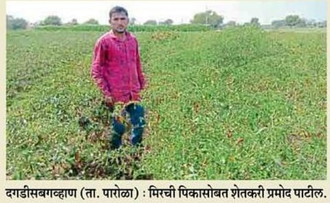 Pepper farm