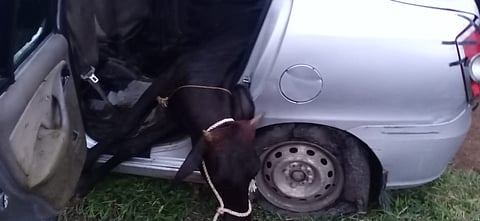 cow trancport car
