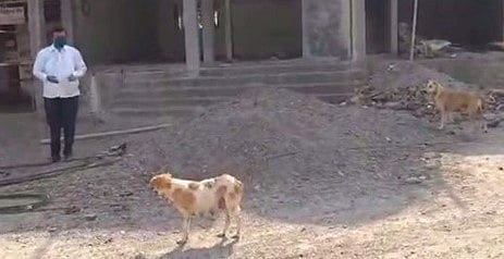 Sujit Jaware gives dogs food