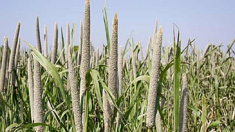 -Bajra-(Millet).jpg